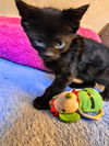 C241 litter Reese