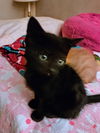 C241 litter Reese