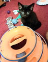C241 litter Reese