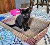 C241 litter Reese