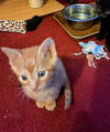 C241 litter Riley