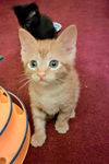 C241 litter Riley