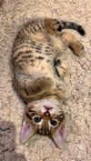C243 litter Lucifer ( Lucy)