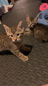 C243 litter Lucifer ( Lucy)