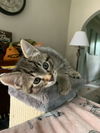 C243 litter Dotty (adopted)