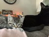 C243 litter Dotty (adopted)