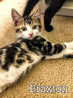 C244 litter Braxton