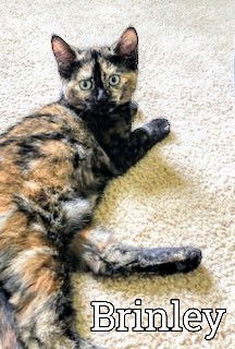 C244 litter Brinley
