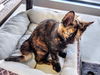 C244 litter Brinley