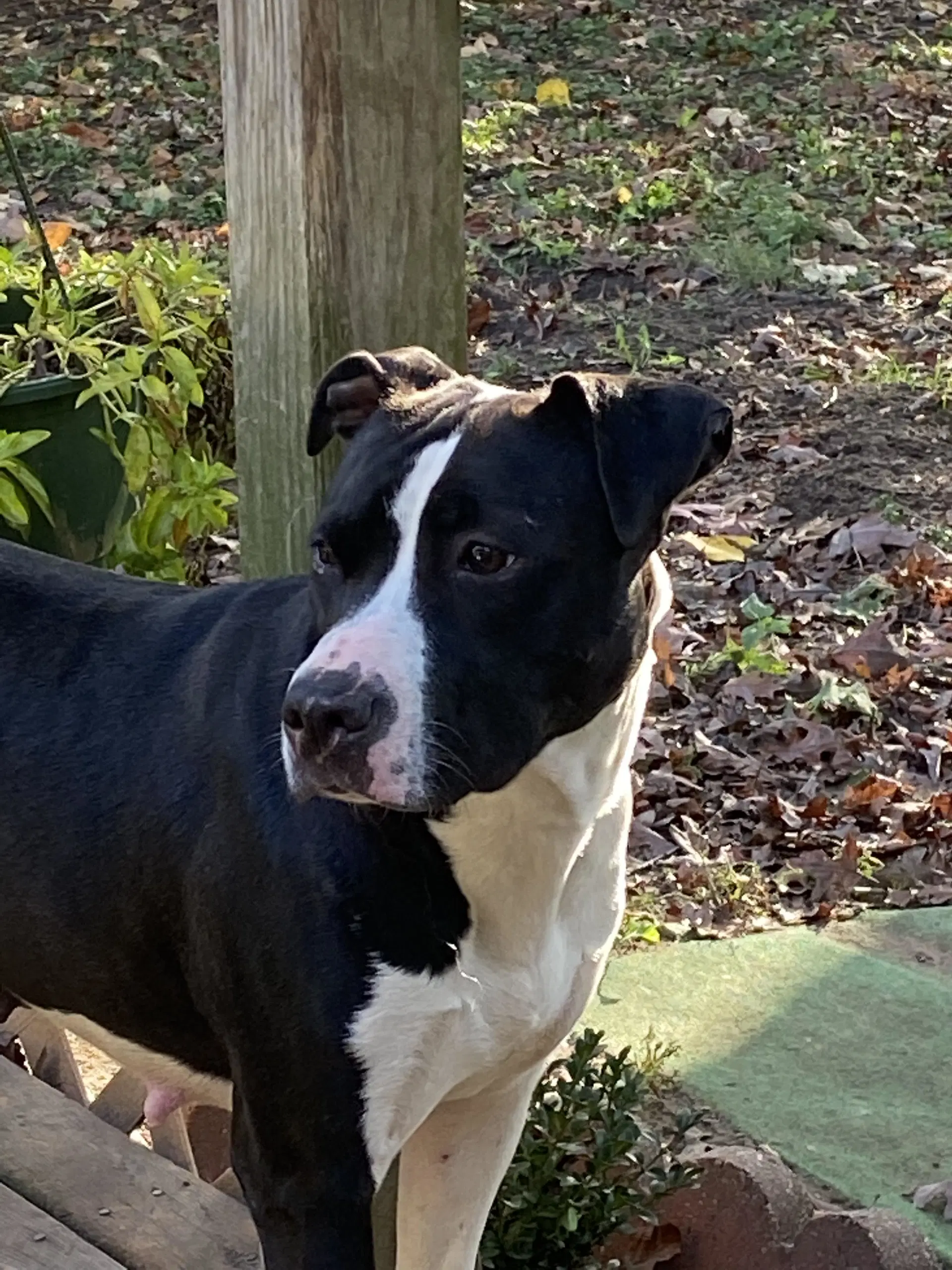 Faye image 2