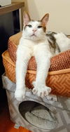 Diego CAT