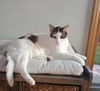Diego CAT
