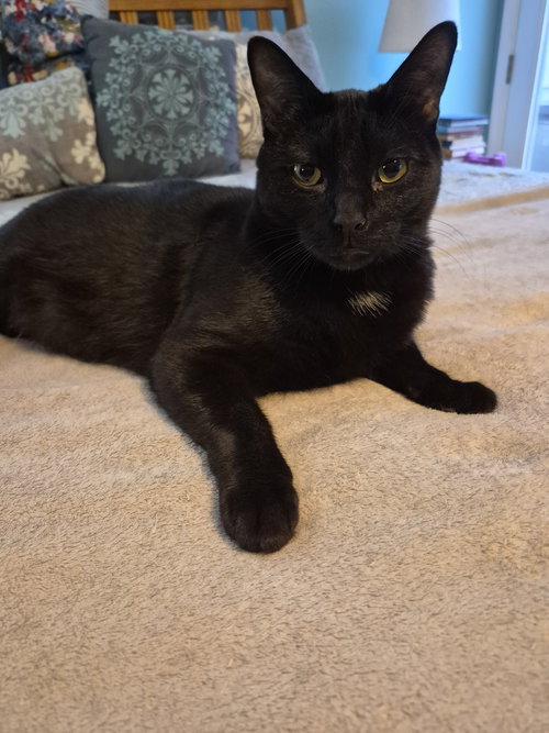 C247 Litter Stout, Baby Domestic Short Hair / Mixed (short coat), cat for adoption in Royal Oak, Michigan