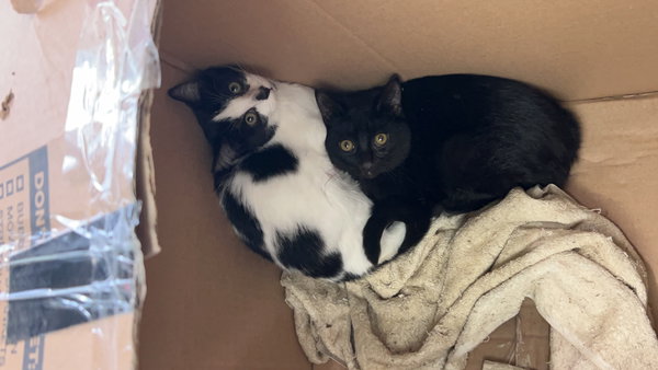 C247 Litter Stout