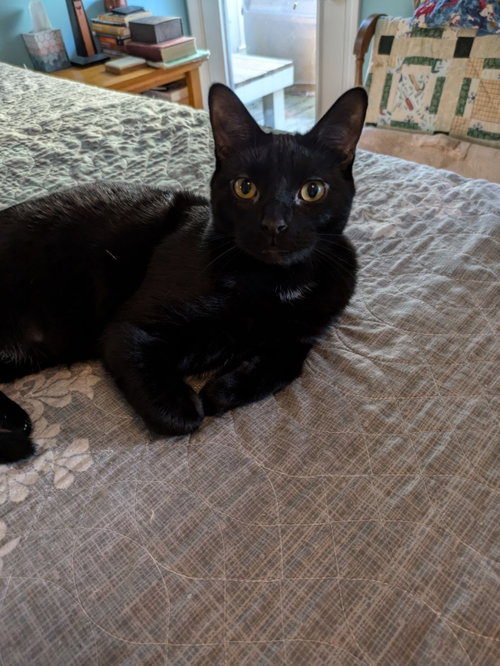 C247 LITTER STOUT - Domestic Short Hair available for adoption