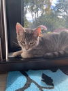 C243 Litter Remy