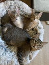 C243 Litter Remy