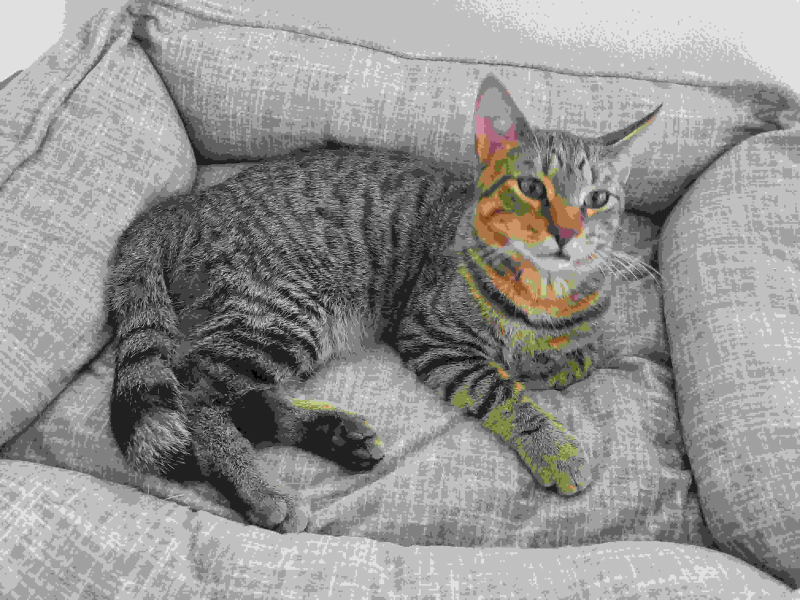 C248 Litter Eddie Image