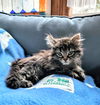 C249 litter Myka