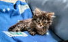 C249 litter Myka