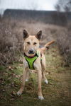 Baxter