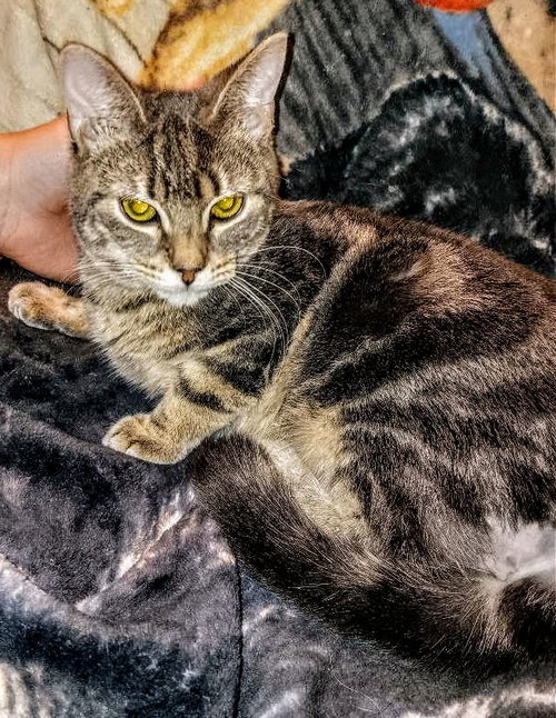 C250 LITTER BO - Domestic Short Hair available for adoption
