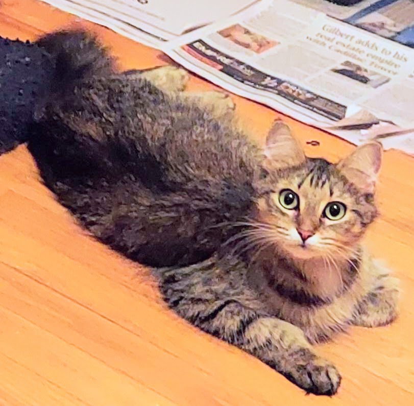 Cats for Adoption in Belleville, Michigan Alpha Paw