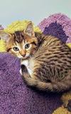 C252 litter Naomi