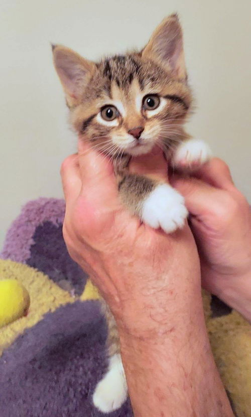C252 litter Louise