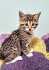 C252 litter Louise