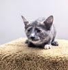 C255 litter Mia