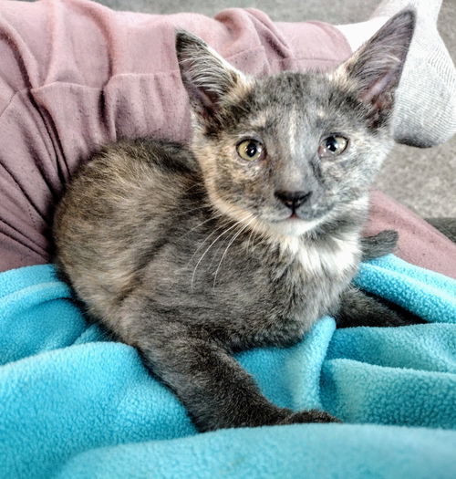 C255 litter Mia