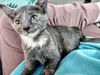C255 litter Mia