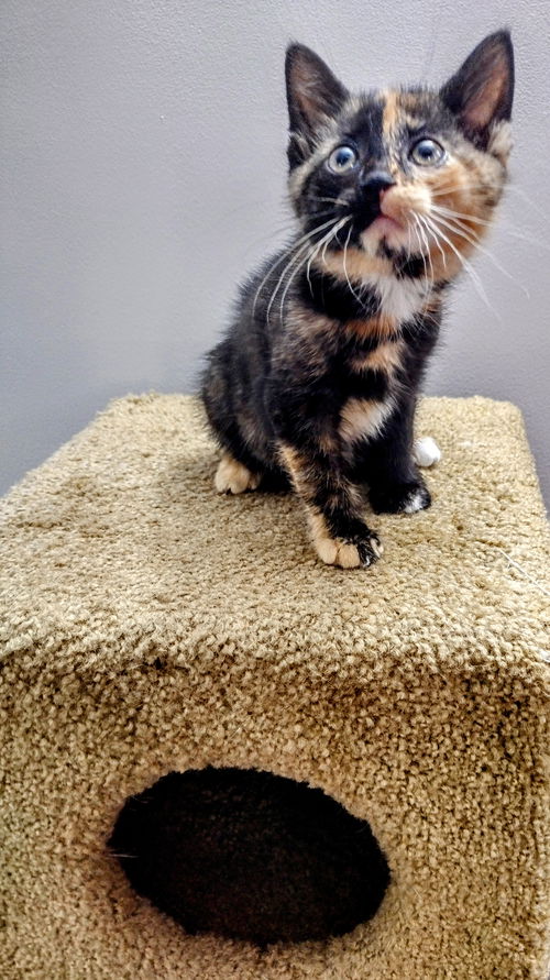 C255 litter Matilda