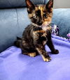 C255 litter Matilda