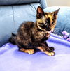C255 litter Matilda