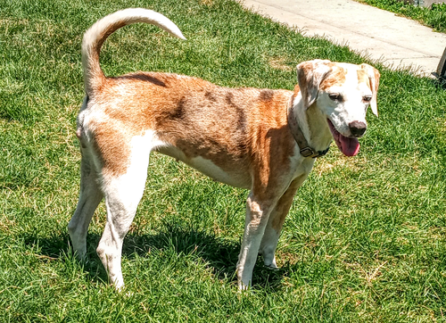 Della