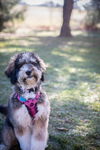 Lucy