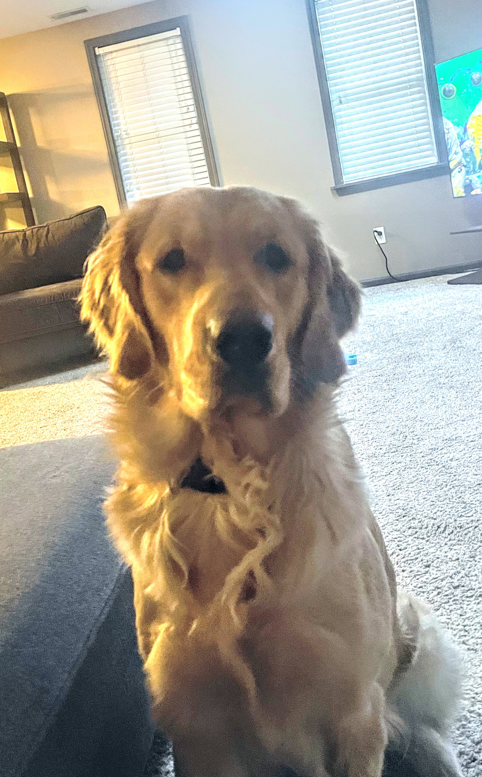 Dog for Adoption Charlie Boy, a Golden Retriever in Belleville, MI