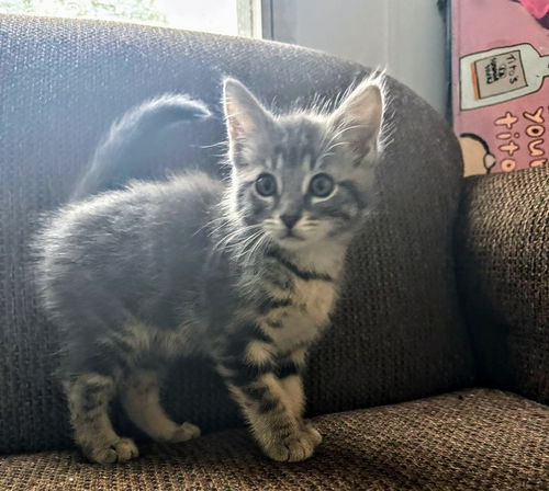 C261 litter Anakin