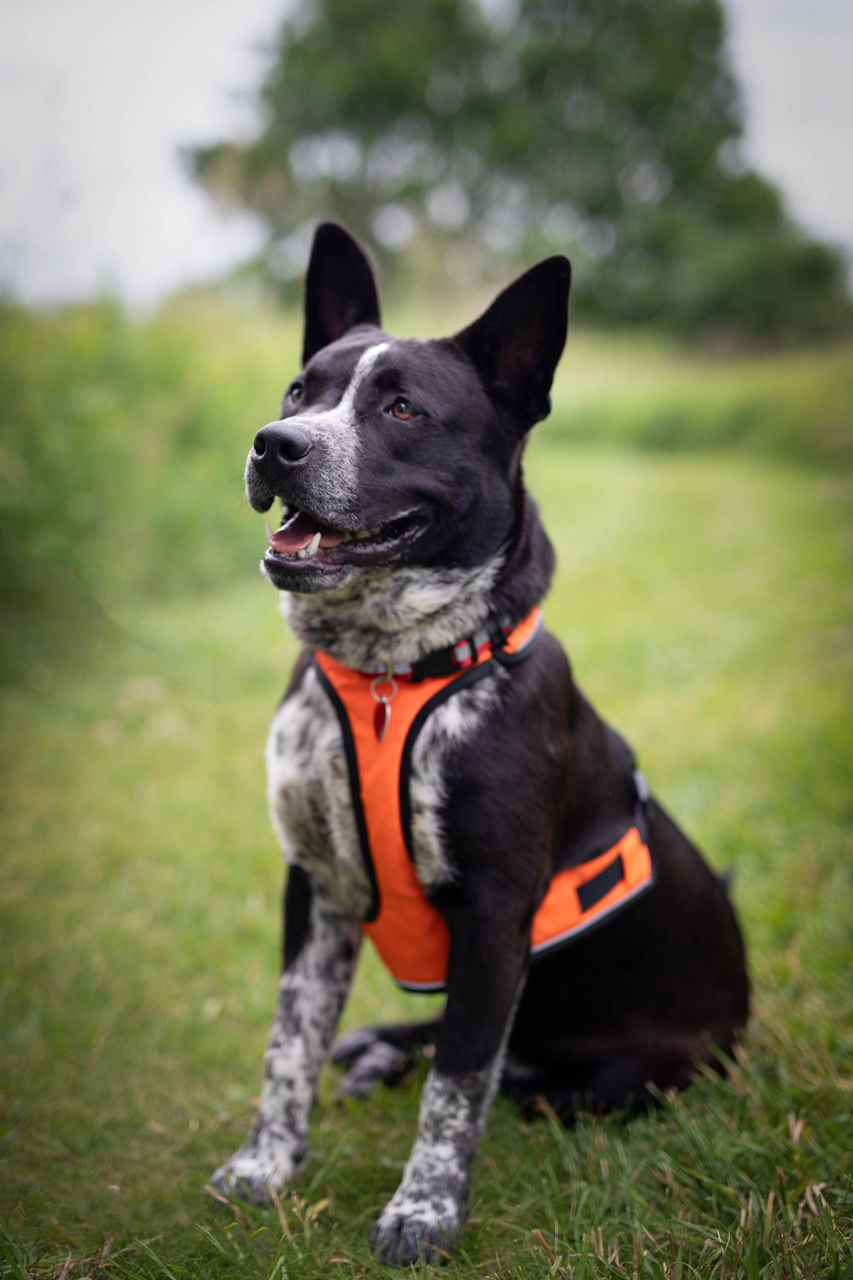 Dog For Adoption - Franklin, A Australian Cattle Dog Blue Heeler In 