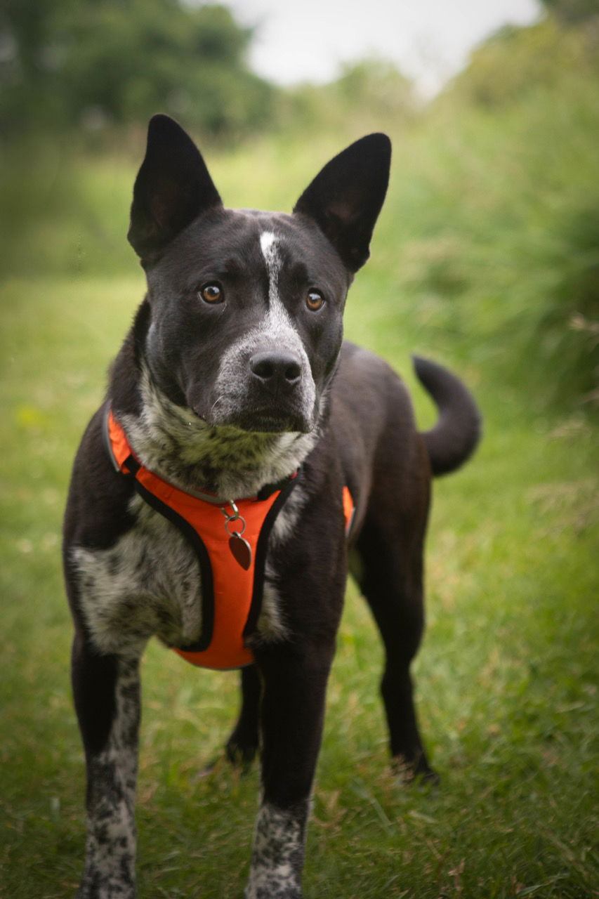 Dog for Adoption - Franklin, a Australian Cattle Dog/Blue Heeler in ...