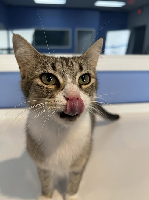 C262 LITTER MAMA PASTA - Domestic Short Hair available for adoption