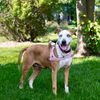 Sadie