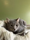 C264 Litter Juliet