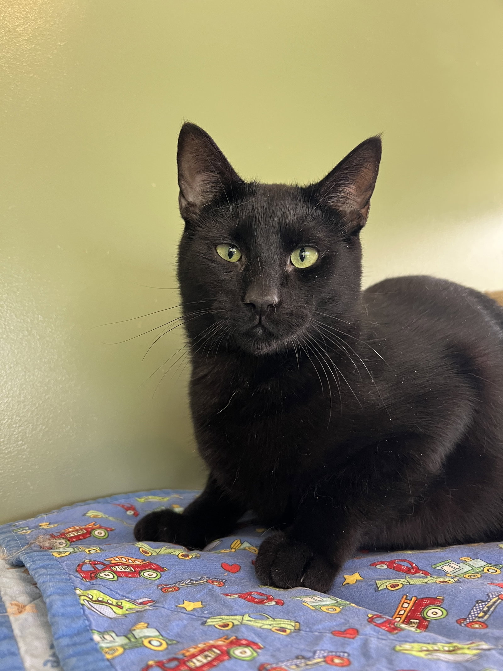 C265 litter Spider (BONDED WITH C265 VIPER) Image