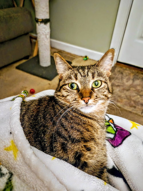 C266 LITTER SUNI LEE - Domestic Short Hair / Tabby available for adoption