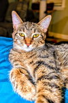 C266 litter Suni lee