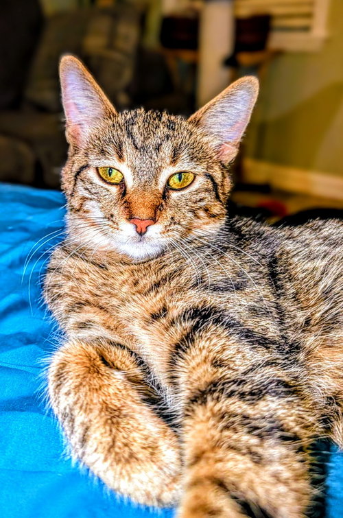 C266 LITTER SUNI LEE - Domestic Short Hair / Tabby available for adoption