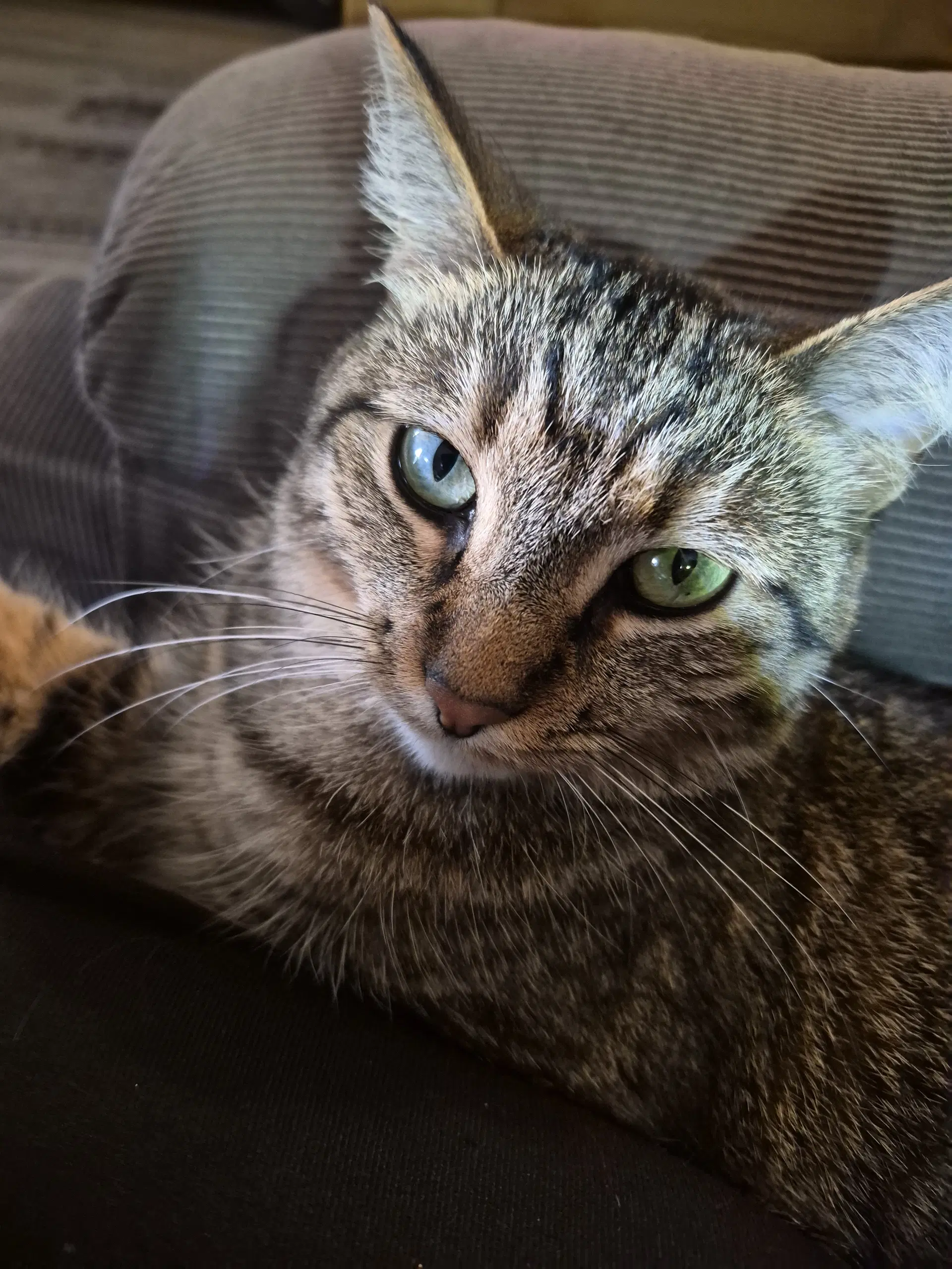C Litter Suni Lee - Domestic Short Hair